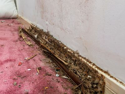 About Attic Mold Removal Bow - attic mold removal experts in Bow